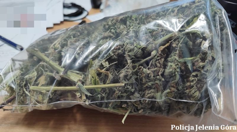 jeleniogorscy-policjanci-zatrzymali-47latka-podejrzanego-o-uprawe-i-posiadanie-znacznych-ilosci-narkotykow-136656