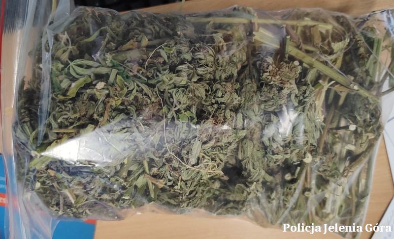 jeleniogorscy-policjanci-zatrzymali-47latka-podejrzanego-o-uprawe-i-posiadanie-znacznych-ilosci-narkotykow-136656