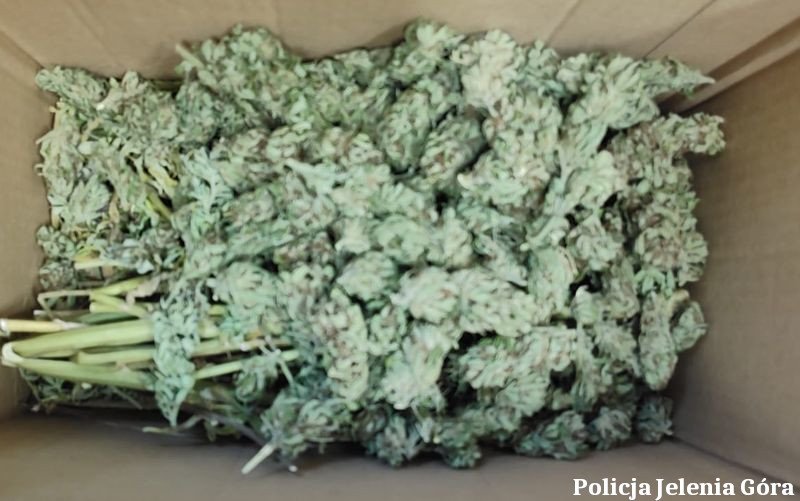 jeleniogorscy-policjanci-zatrzymali-47latka-podejrzanego-o-uprawe-i-posiadanie-znacznych-ilosci-narkotykow-136656