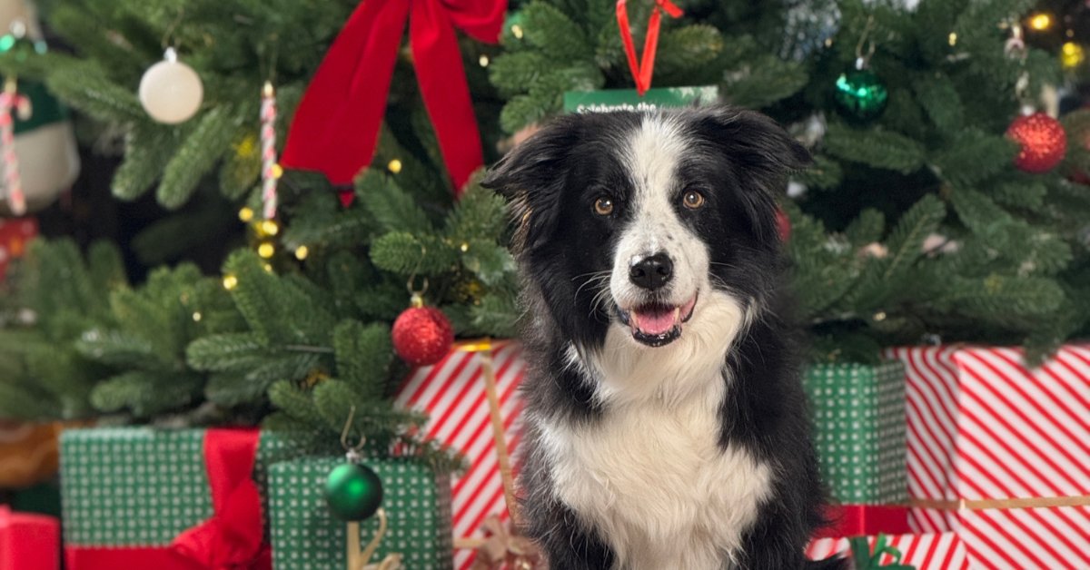swieta-w-branzy-pet-care-jak-zmieniaja-sie-zwyczaje-zakupowe-polakow-i-co-to-znaczy-dla-rynku-137629