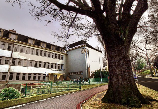 Może przy okazji zmiany nazwy uczelni więcej zainteresowanych dowie się, że przed jej gmachem rośnie jeden z najstarszych dębów w regionie jeleniogórskim.