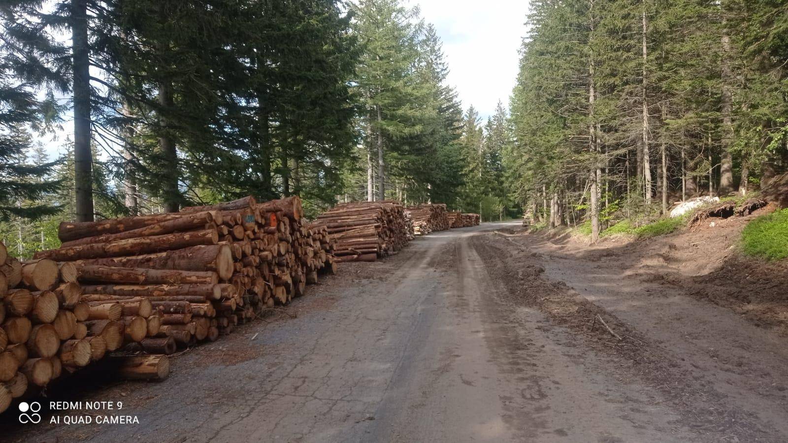 Wycinka pod Karkonoszami – drzewa leżą na Drodze Sudeckiej