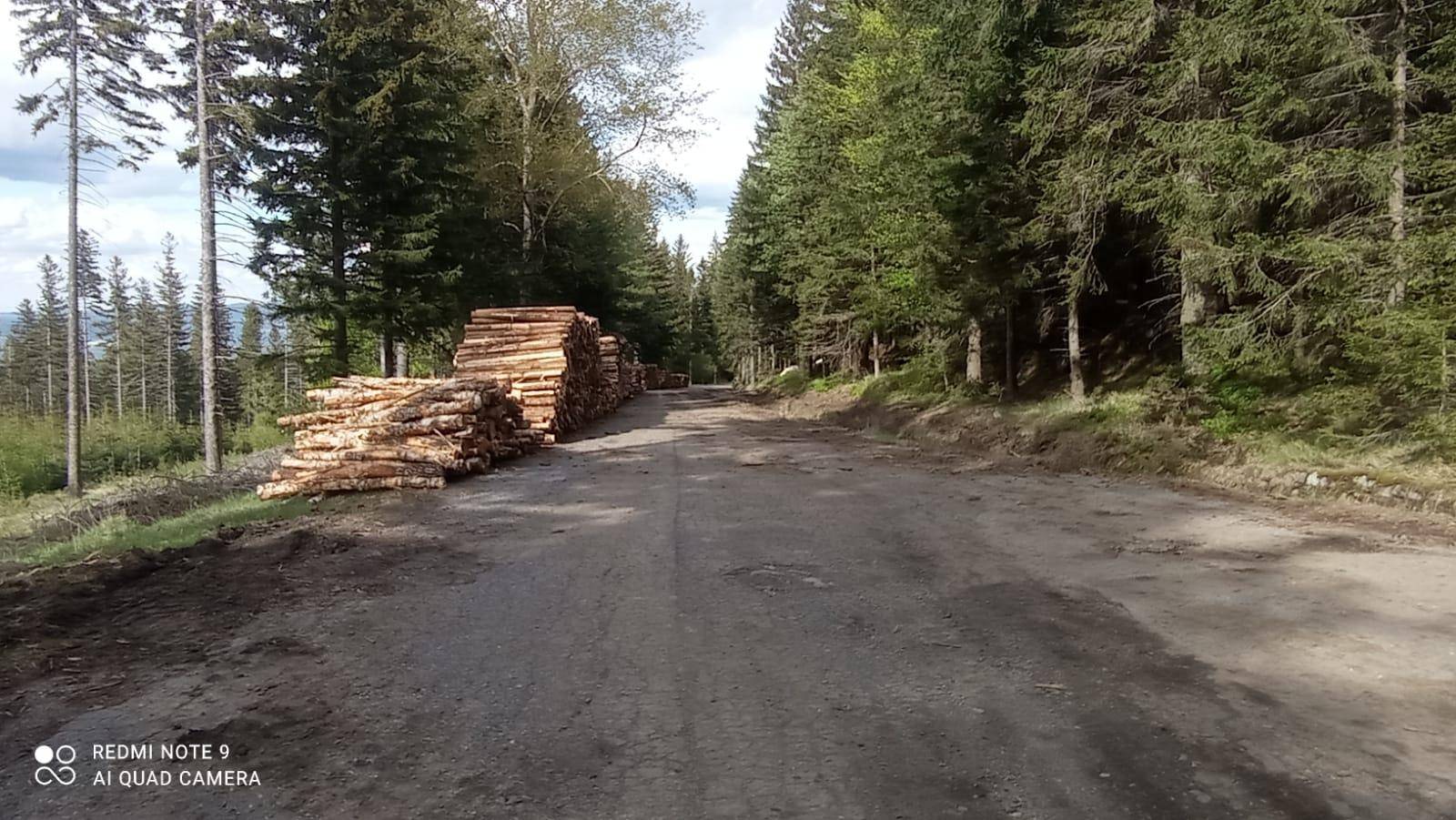 Wycinka pod Karkonoszami – drzewa leżą na Drodze Sudeckiej