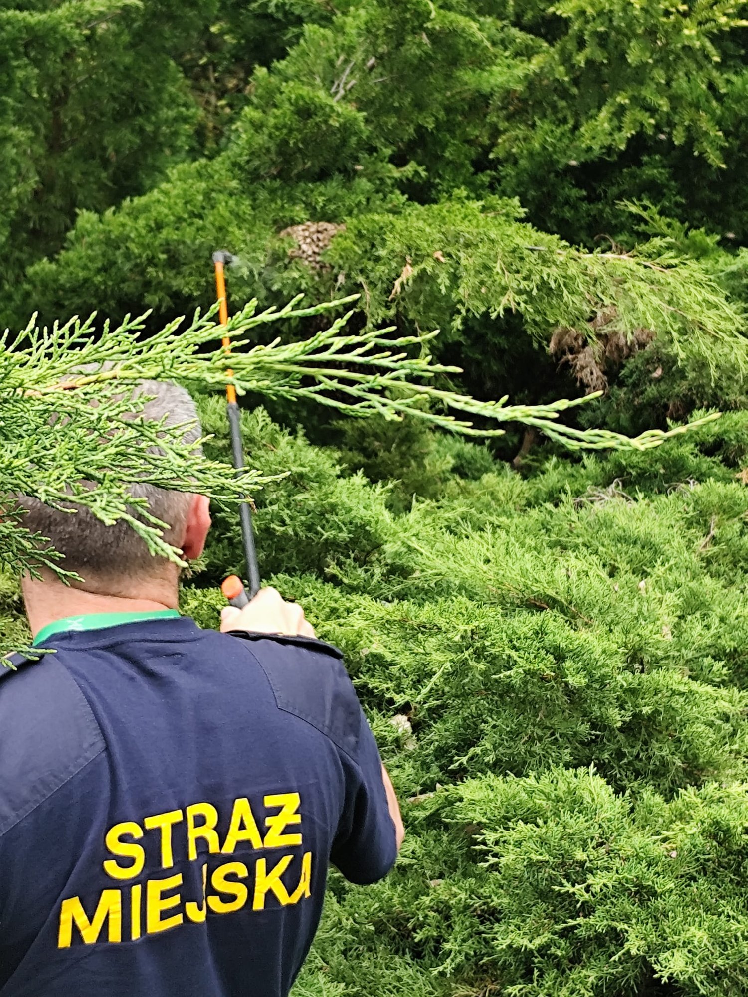 Rój pszczół opanował Park Zdrojowy