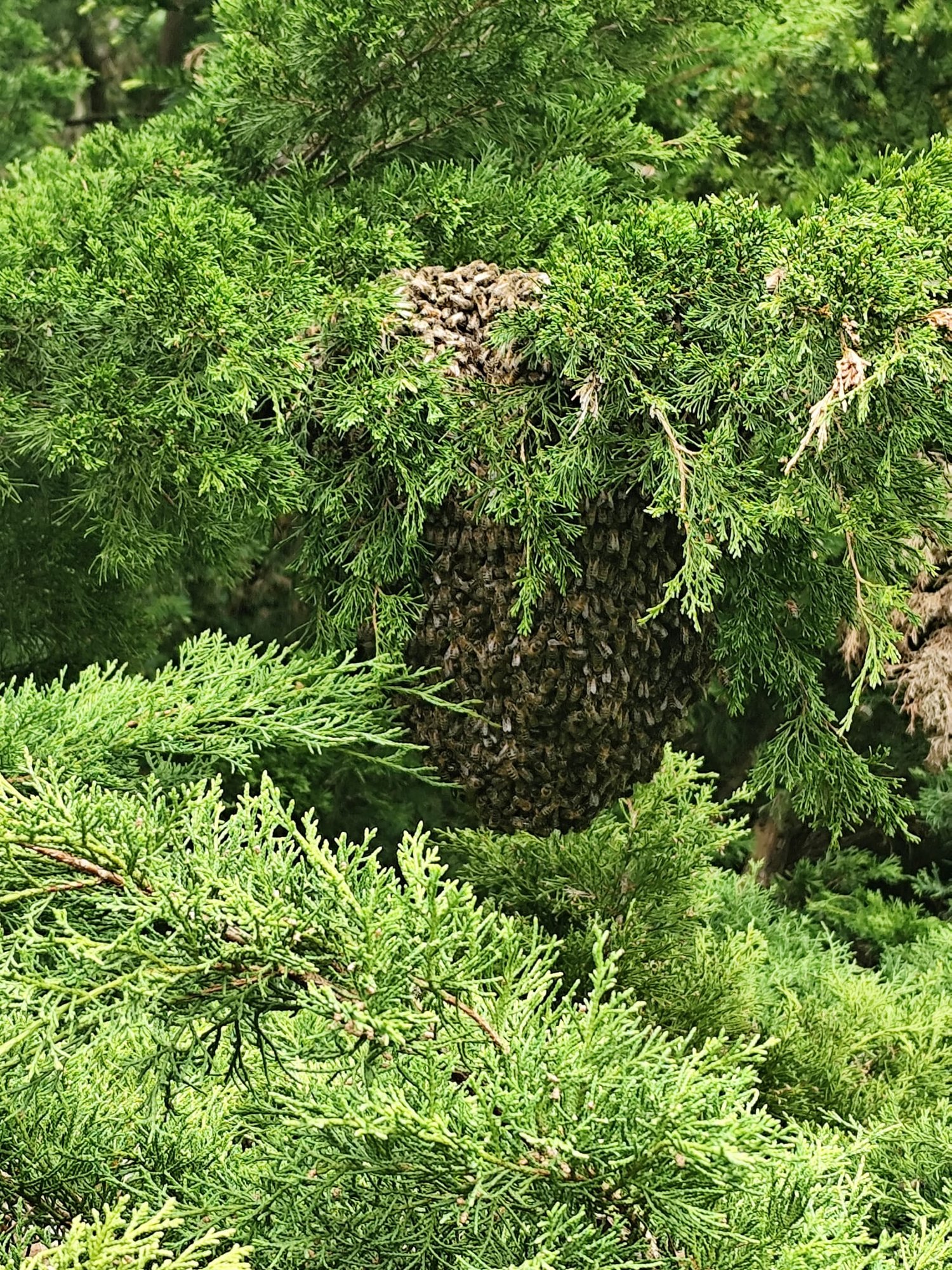 Rój pszczół opanował Park Zdrojowy