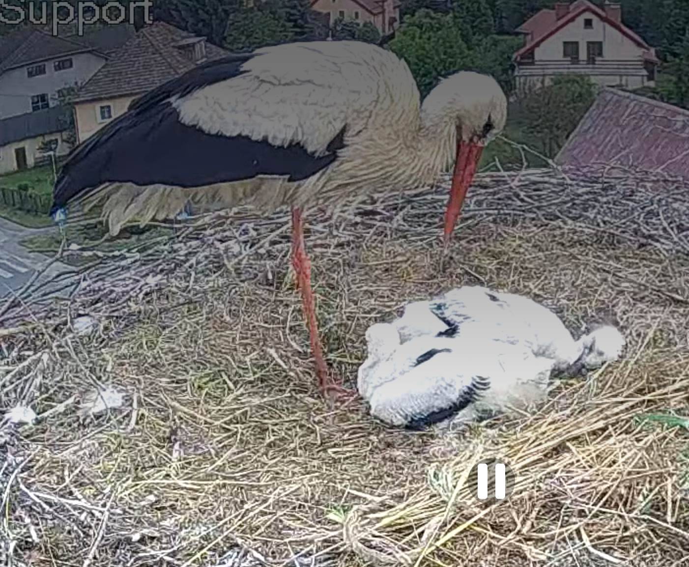 Małe bocianki rosną jak na drożdżach