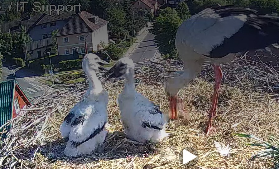 Małe bocianki rosną jak na drożdżach