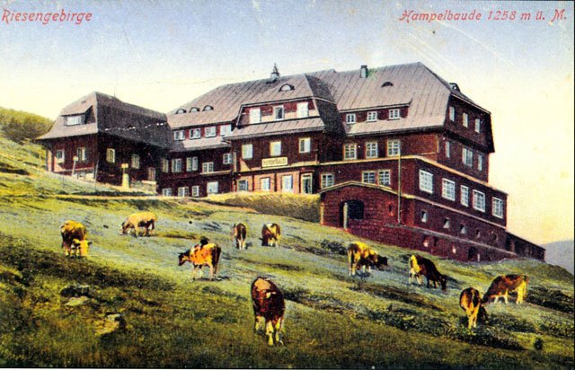 krowy-wroca-w-karkonosze-14129