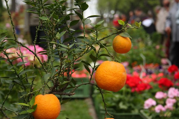 pachnaco-i-muzycznie-na-poczatek-xxxv-wiosny-cieplickiej-14837