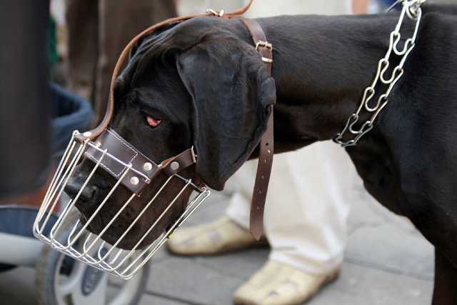 wielka-majowka-z-niedzwiedziami-15058