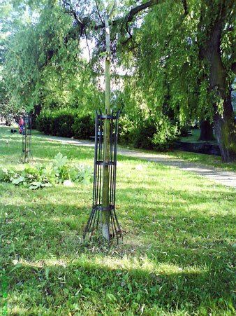 masakra-kasztanowcow-na-skwerku-15519