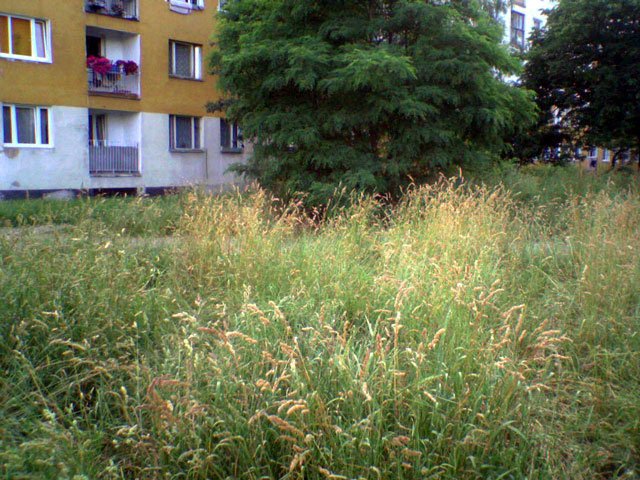 na-zabobrzu-potrzebny-kombajn-15677