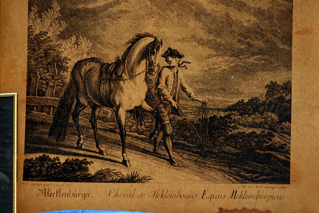 gieda-osobliwosci-w-muzealnym-ogrodzie-15767