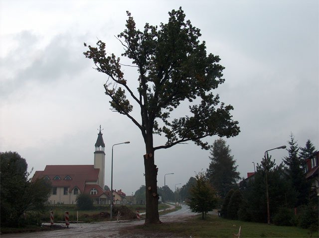 Zdjęcie wykonano już po dokonaniu pierwszych przycinek przed ostatecznym ścięciem drzewa.
