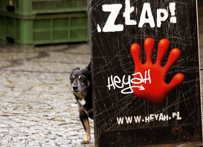 masz-psa-wiecej-zapacisz-18044