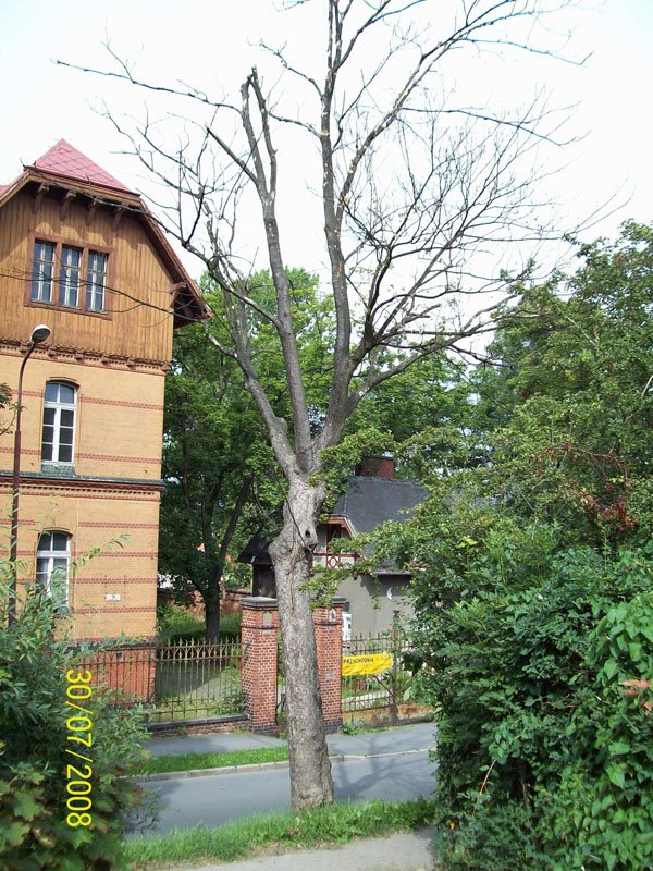 tylko-chore-drzewa-pod-topor-18223