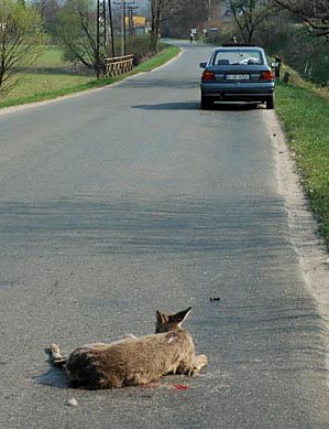 Dzikie zwierzęta często o tej porze roku wybiegają na jezdnię.