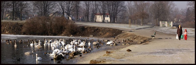 mroz-trzyma-ptaki-cierpia-18876