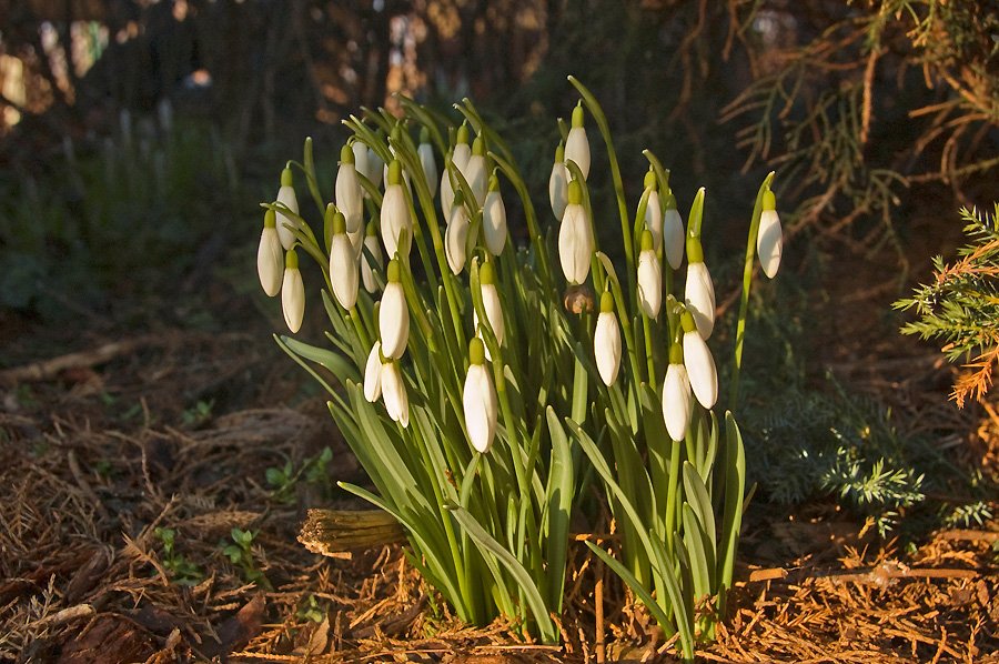 arktyczne-powitanie-wiosny-20058