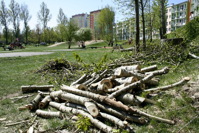 scinka-przy-placu-zabaw-20697