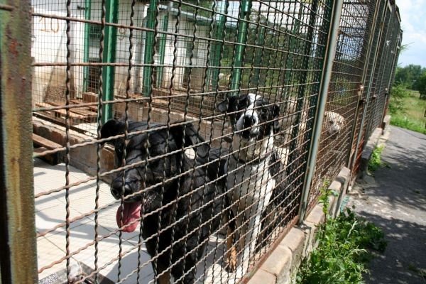 zwierzeta-do-lasow-i-koszy-na-smieci-22050