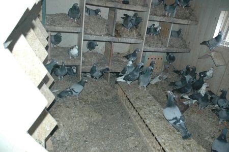 przez-dwa-lata-dreczyli-goebie-22250