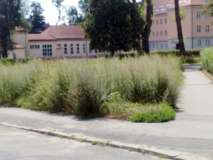 dzungla-na-skwerze-22554