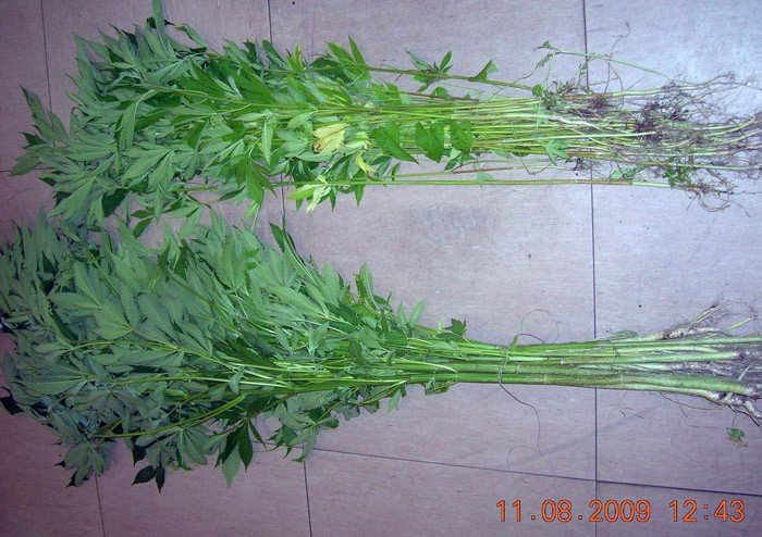 konopie-rosy-wsrod-sonecznikow-22629