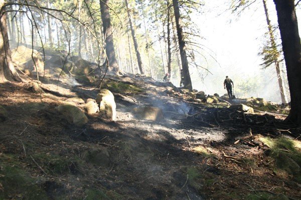 pona-las-w-karpnikach-22952