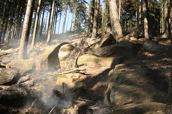 pona-las-w-karpnikach-22952