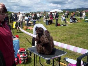 xxix-karkonoska-wystawa-psow-rasowych-2317