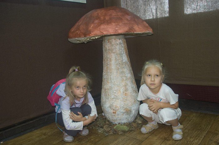 grzybowy-weekend-w-muzeum-przyrodniczym-23286