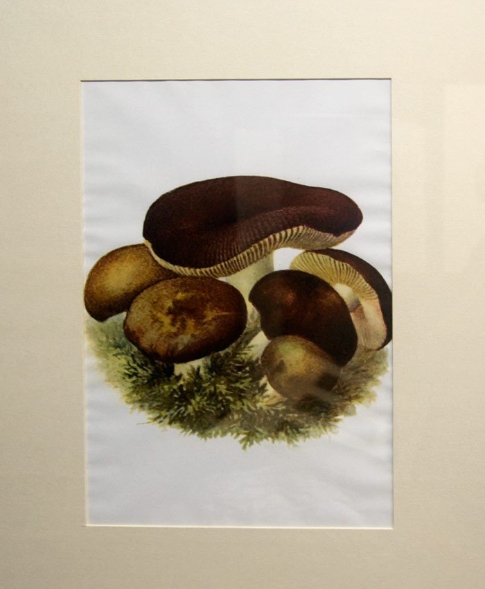 grzybowy-weekend-w-muzeum-przyrodniczym-23286