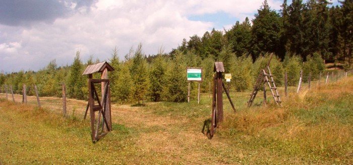 Jodełkowa szkółka w Maciejowej.