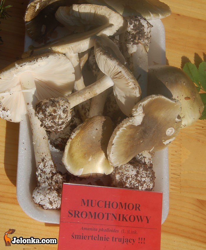 wsrod-sromotnikow-i-borowikow-23305