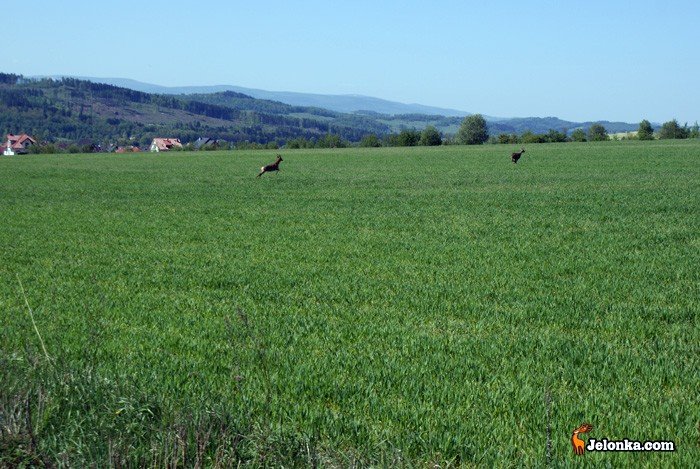konkurs-jelonki-fotografia-miesiaca-23309