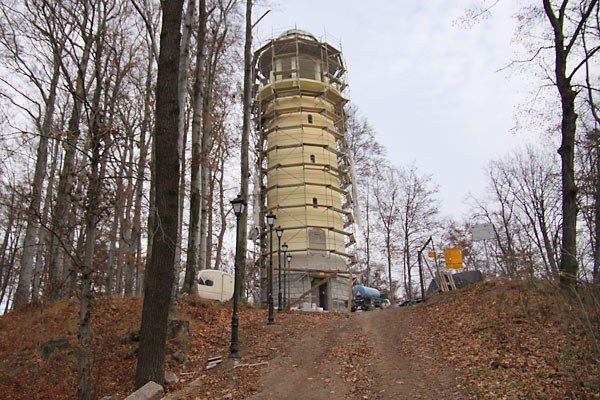 zoty-grzybek-cieszy-oko-24519