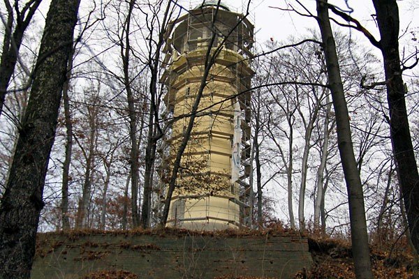 zoty-grzybek-cieszy-oko-24519