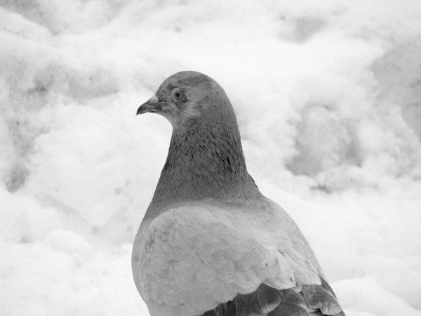 tak-modzi-fotografuja-26108