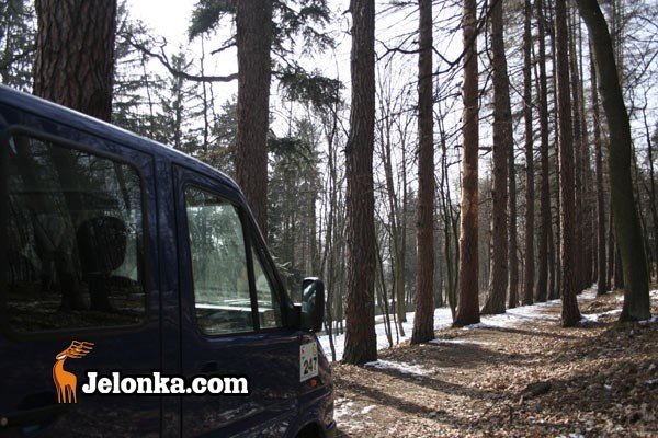 korniki-wyday-wyrok-na-modrzewie-26398