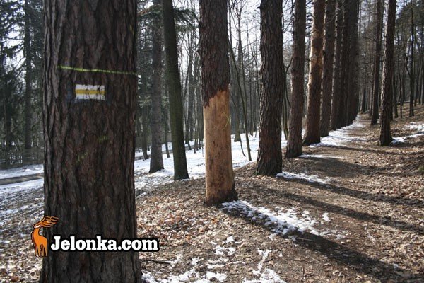 korniki-wyday-wyrok-na-modrzewie-26398