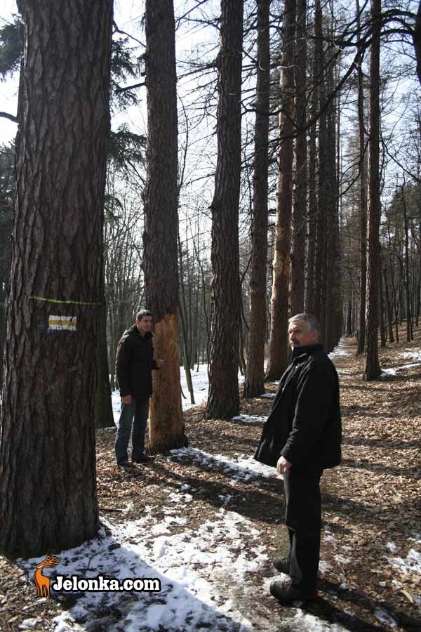 korniki-wyday-wyrok-na-modrzewie-26398