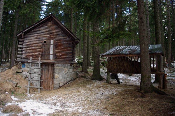 psy-zagrozeniem-dla-dzikiej-zwierzyny-26451