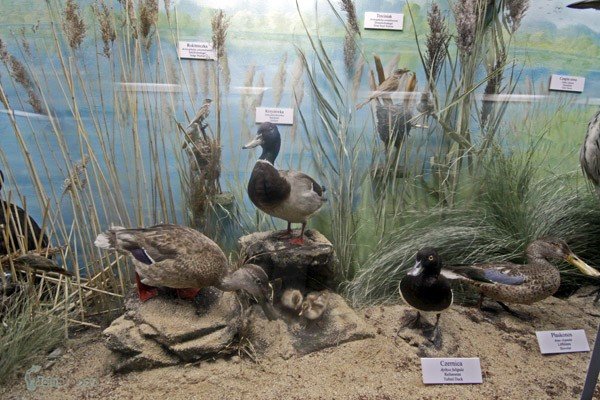 nowa-jakosc-w-muzeum-przyrodniczym-26804