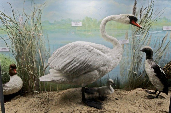 nowa-jakosc-w-muzeum-przyrodniczym-26804
