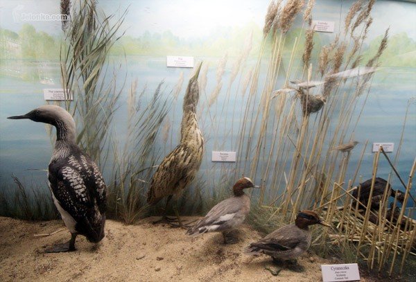 nowa-jakosc-w-muzeum-przyrodniczym-26804