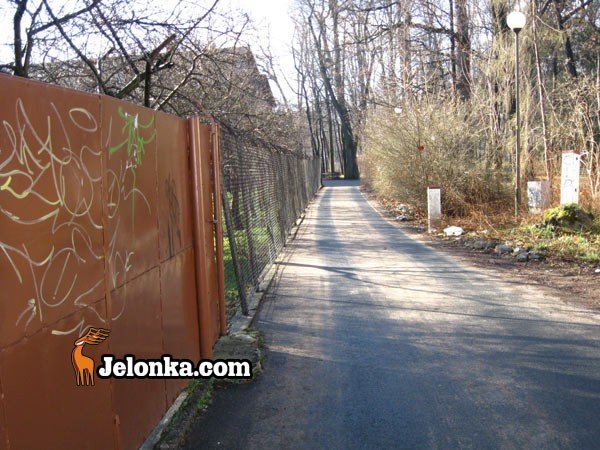 szalenstwo-na-skroty-26842