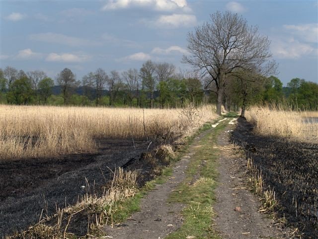 list-nie-tylko-o-spalonych-ptakach-27365