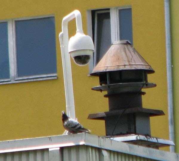 zabobrze-kamerami-lustrowane-28367