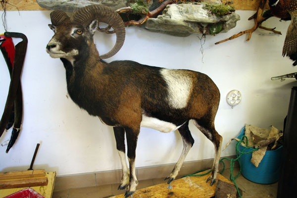 w-wypchanym-zoo-28418